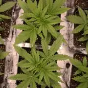 G13 Haze