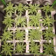 G13 Haze