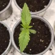 G13 Haze