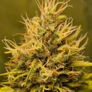 G13 Haze