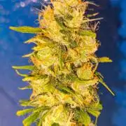 Jack Herer F4