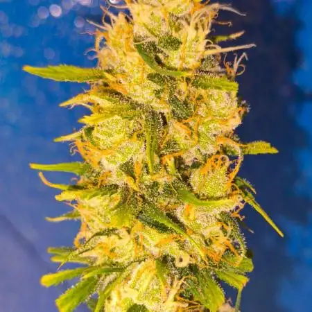 Jack Herer F4