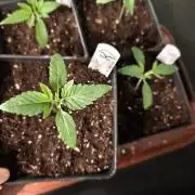 Dutch Passion Growing Competition 2026