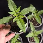 Green House Seed Co. Blind Drop