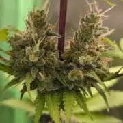 G13 Haze