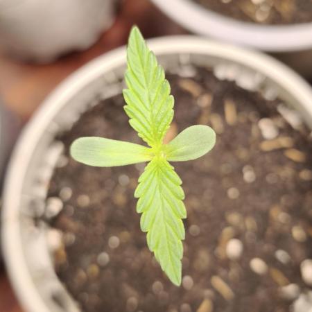 Jack Herer F2-Generation