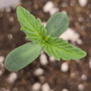 Dutch Passion Growing Competition 2026