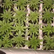 G13 Haze
