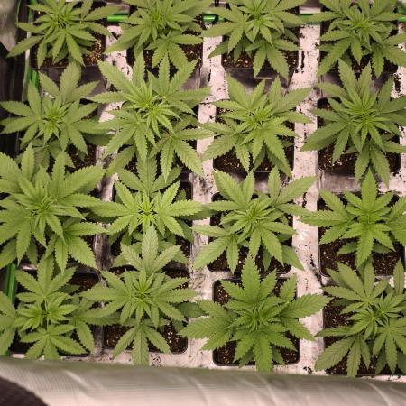 G13 Haze
