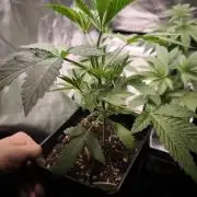 Dutch Passion Growing Competition 2026