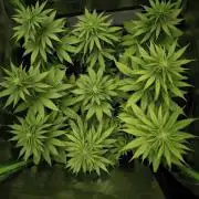 G13 Haze