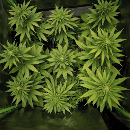 G13 Haze