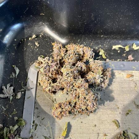 Girl Scout Cookies