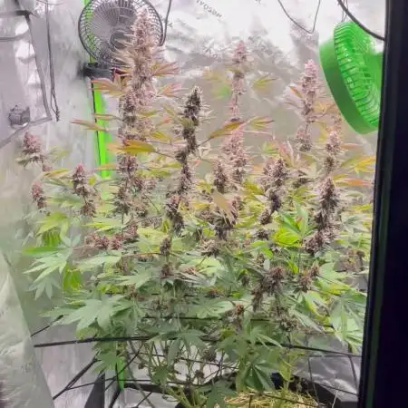 Girl Scout Cookies
