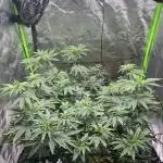 Girl Scout Cookies