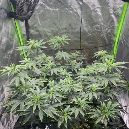 Girl Scout Cookies