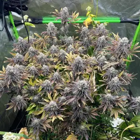 Bigfoot Glue