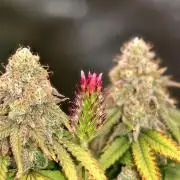 Blueberry Muffin