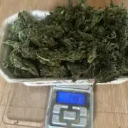 Royal Gorllia Outdoor