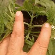 pinapple chunk