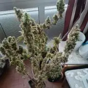 Runtz korngarden Shop