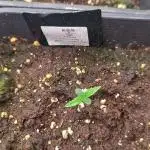 Runtz korngarden Shop