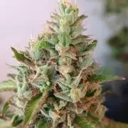 Amnesia Dream xl Auto KANNABIA