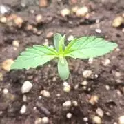 Prova nuova terapia CREAMZILLA