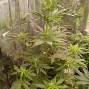 strawberry gorilla. FAST BUDS