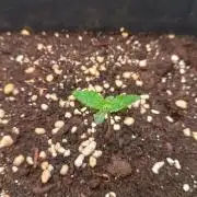 Forbidden runtz auto