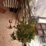 Runtz auto////barney's farm