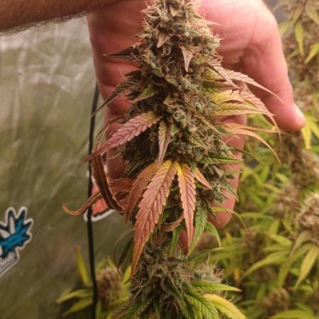 Grape Ape auto