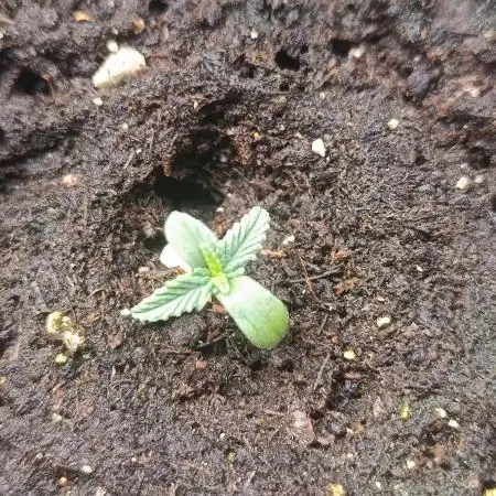 Frostbanger auto