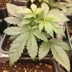 Strawberry 🍓 gorilla 🦍  auto