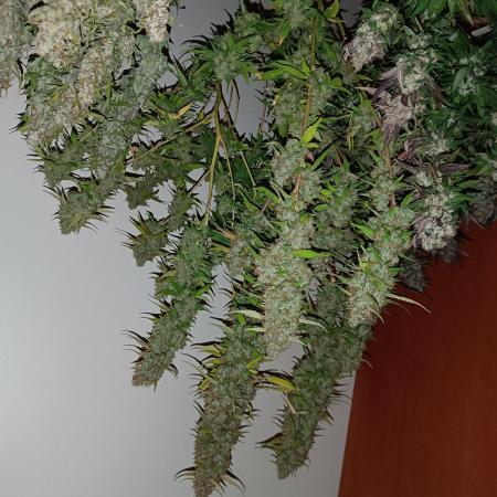 Runtza deliziosa 