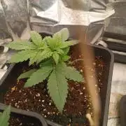 strawberry gorilla. FAST BUDS