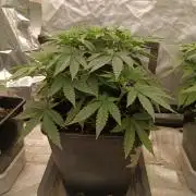 Gorilla Melon F. B.