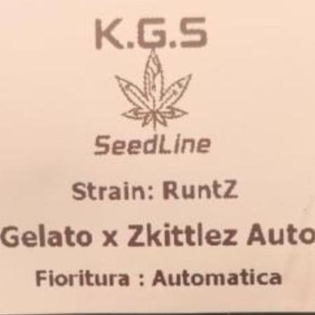 Runtz korngarden Shop