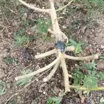 Matanuska korn garden Shop