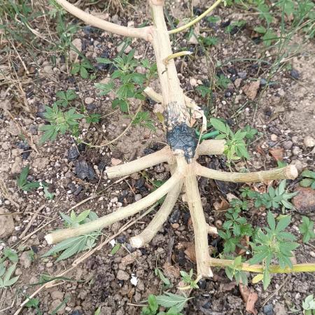 Matanuska korn garden Shop