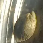 Prova nuova terapia CREAMZILLA