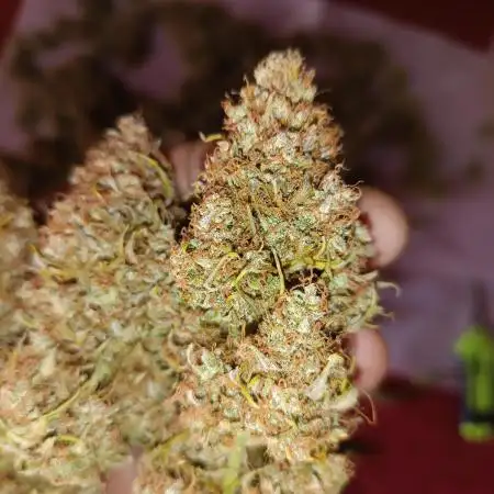 Ganja Spagnola....