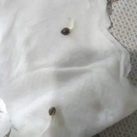 Strawberry 🍓 gorilla 🦍  auto