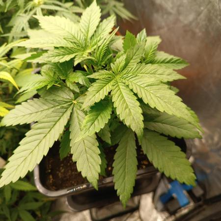 Frostbanger auto