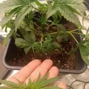 pinapple chunk