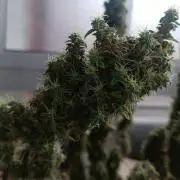 Runtz korngarden Shop