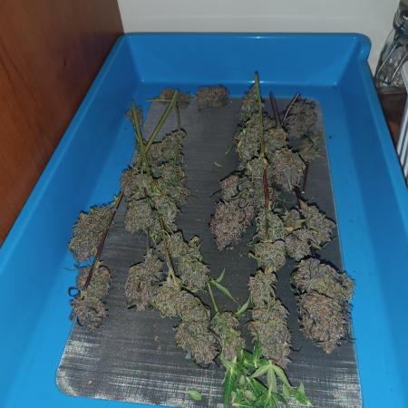 Papaya cookie auto