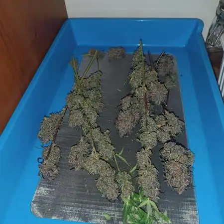 Papaya cookie auto