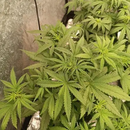 Grape Ape auto