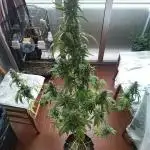 Grape Ape Auto